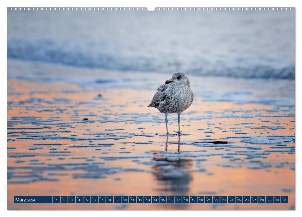 Helgoland - Das Leben auf der Düne Helgolands (CALVENDO Wandkalender 2024)