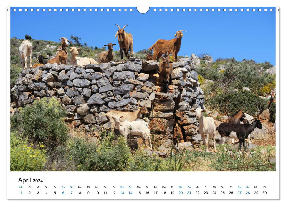 The island of Crete - cities, gorges and sea (CALVENDO wall calendar 2024) 