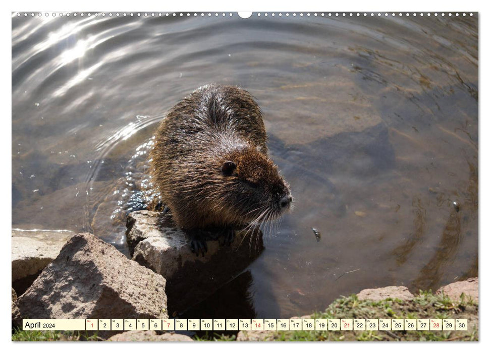 Nutrias Peißnitzinsel Halle Saale (CALVENDO wall calendar 2024) 