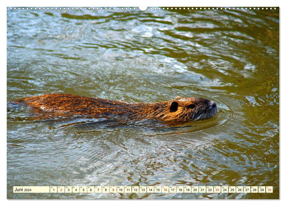 Nutrias Peißnitzinsel Halle Saale (CALVENDO wall calendar 2024) 