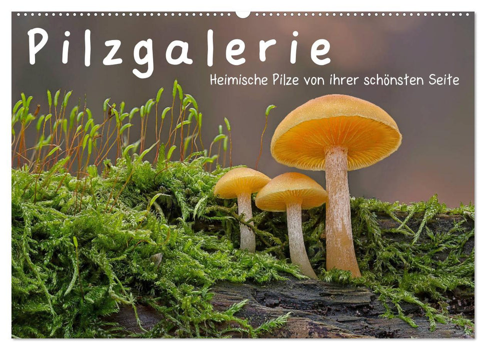 Mushroom gallery - local mushrooms at their most beautiful (CALVENDO wall calendar 2024) 