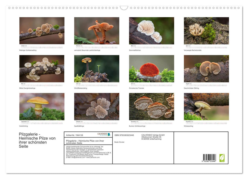 Pilzgalerie - Heimische Pilze von ihrer schönsten Seite (CALVENDO Wandkalender 2024)