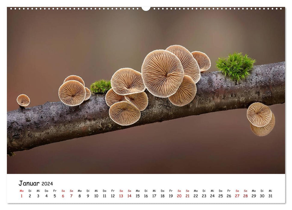 Pilzgalerie - Heimische Pilze von ihrer schönsten Seite (CALVENDO Wandkalender 2024)
