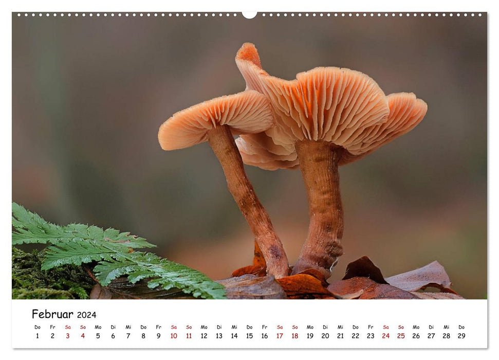 Mushroom gallery - local mushrooms at their most beautiful (CALVENDO wall calendar 2024) 