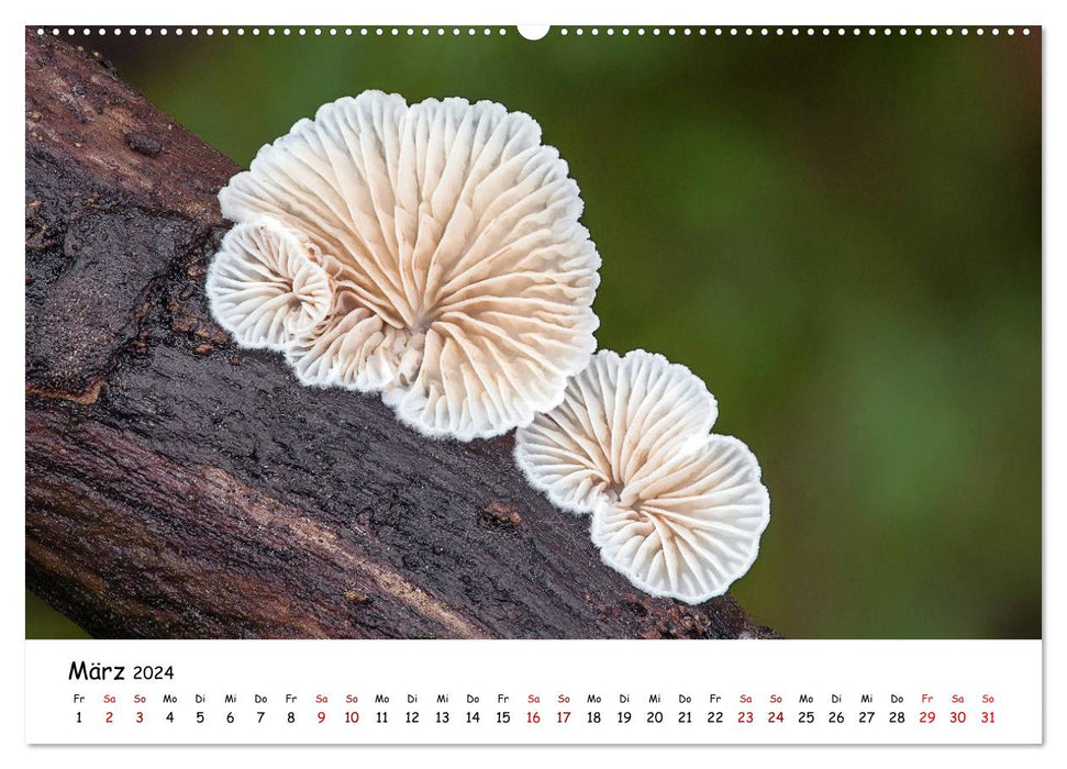 Mushroom gallery - local mushrooms at their most beautiful (CALVENDO wall calendar 2024) 