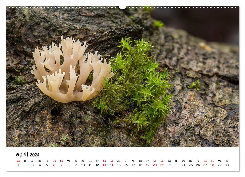 Galerie de champignons - Les champignons locaux dans leur plus belle forme (Calendrier mural CALVENDO 2024) 