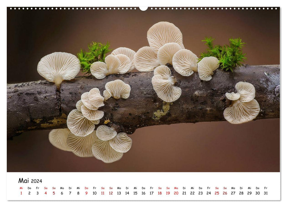 Mushroom gallery - local mushrooms at their most beautiful (CALVENDO wall calendar 2024) 