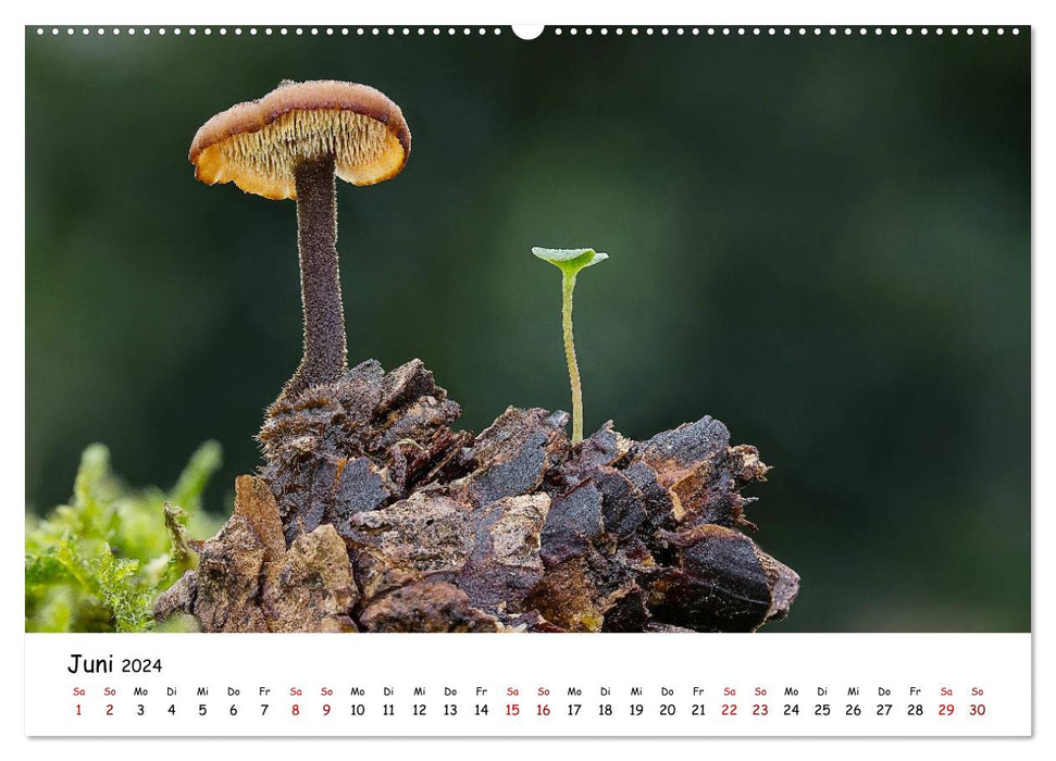Mushroom gallery - local mushrooms at their most beautiful (CALVENDO wall calendar 2024) 