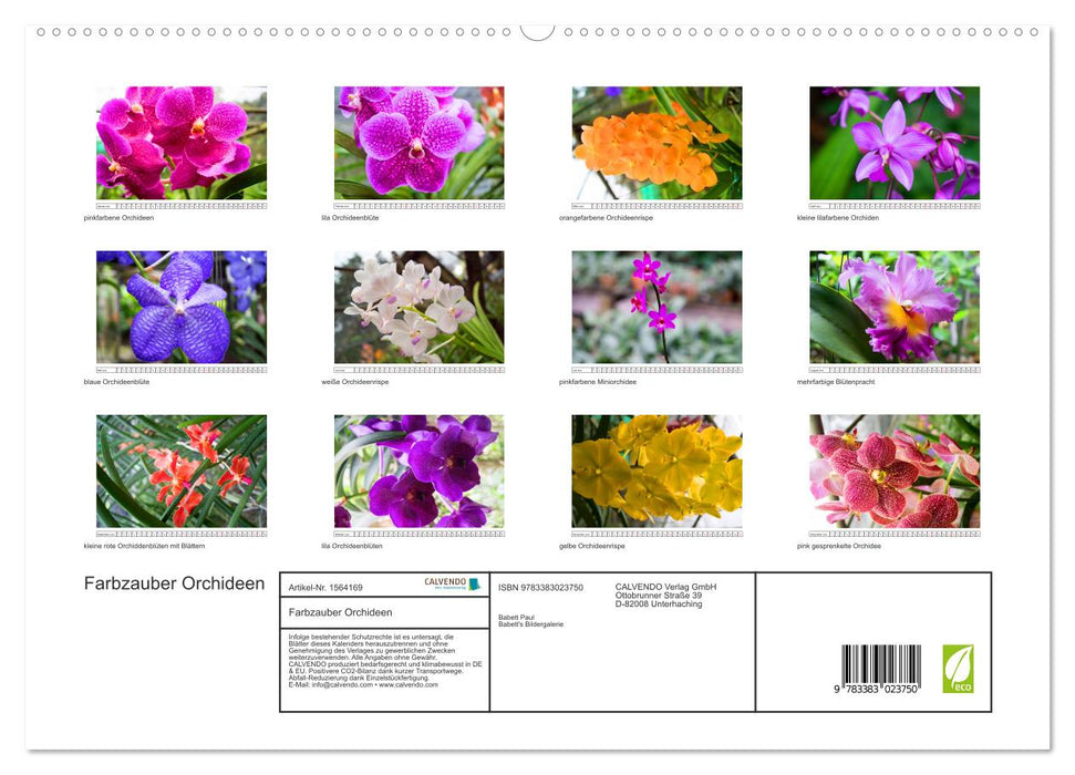 Farbzauber Orchideen (CALVENDO Premium Wandkalender 2024)