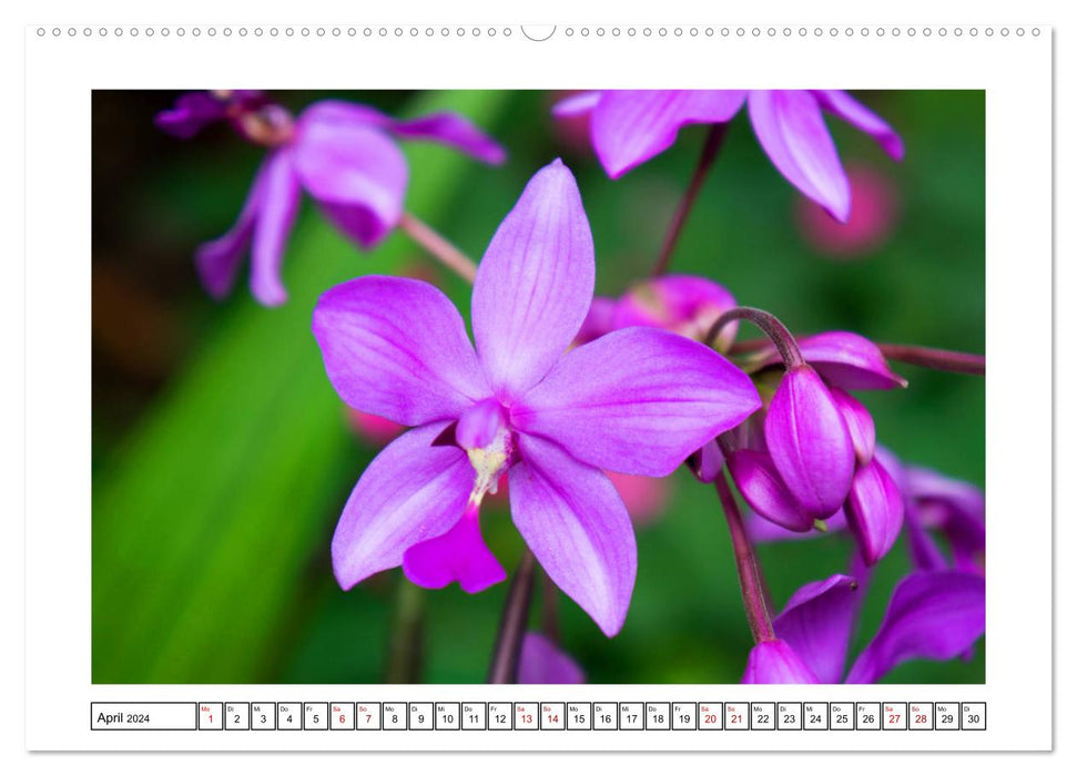Color magic orchids (CALVENDO Premium wall calendar 2024) 