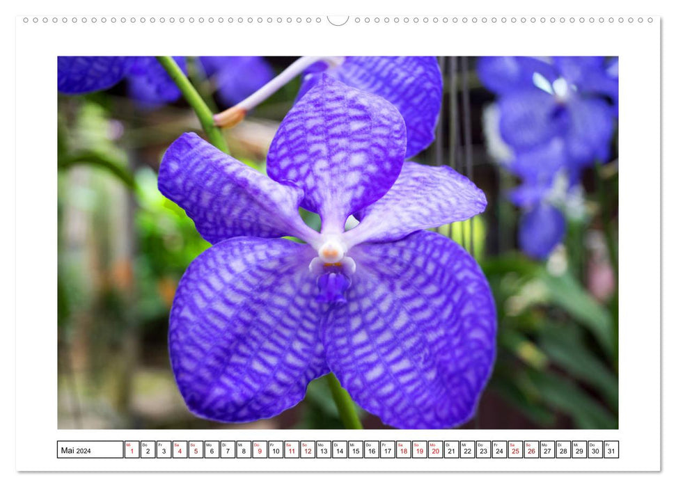 Color magic orchids (CALVENDO Premium wall calendar 2024) 