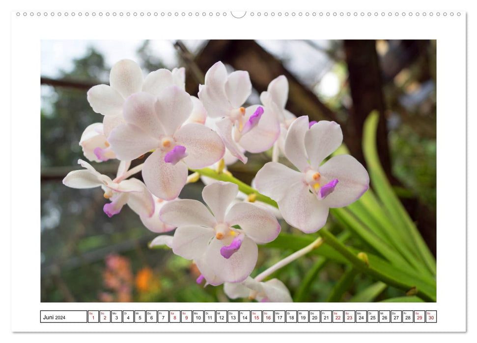 Orchidées magiques colorées (Calendrier mural CALVENDO Premium 2024) 