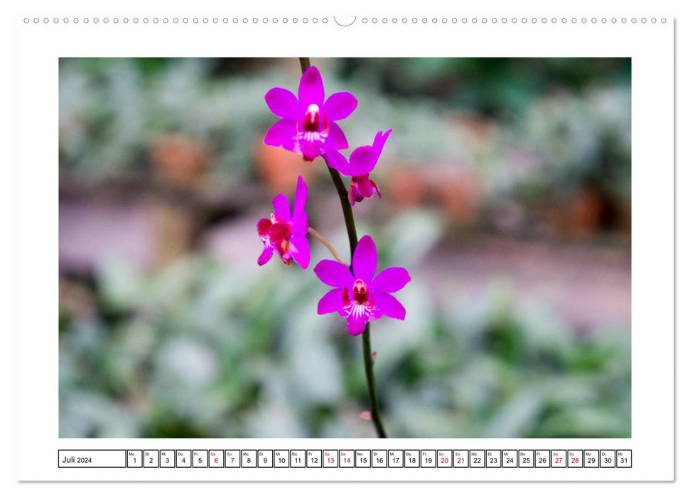 Farbzauber Orchideen (CALVENDO Premium Wandkalender 2024)