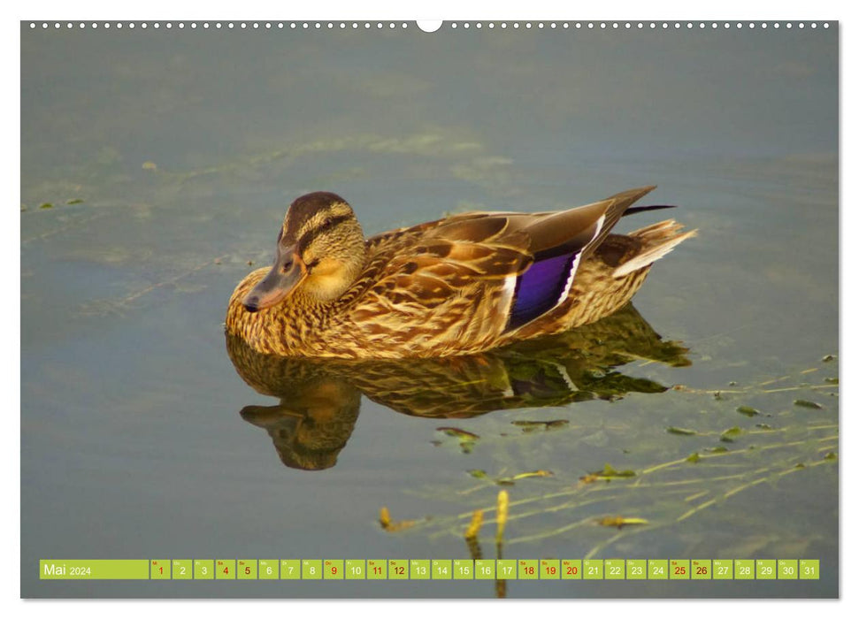 Cute mallard ducks (CALVENDO Premium Wall Calendar 2024) 