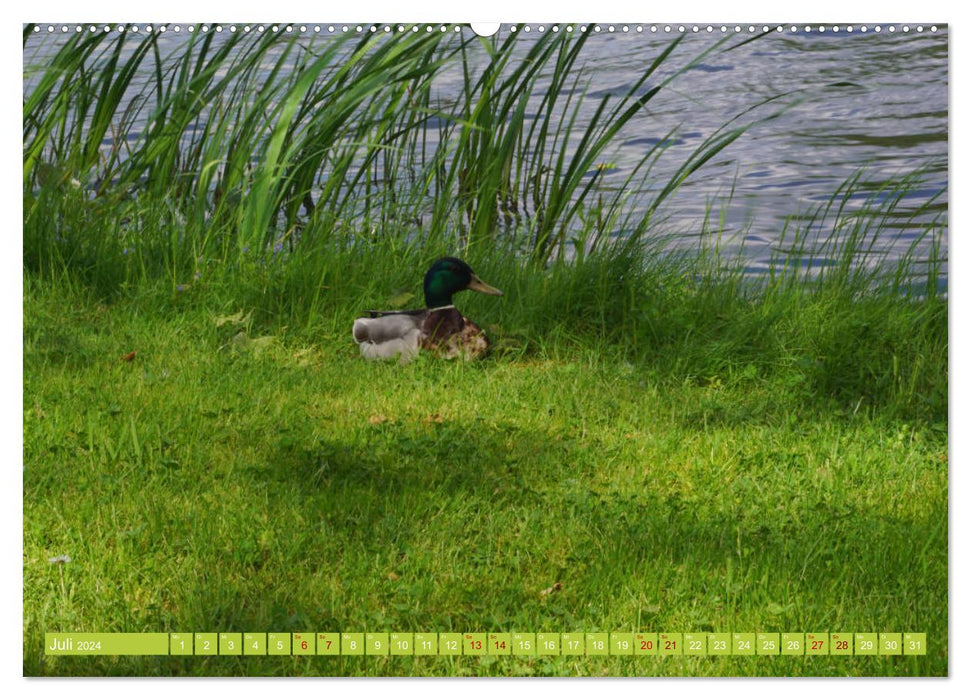 Cute mallard ducks (CALVENDO Premium Wall Calendar 2024) 