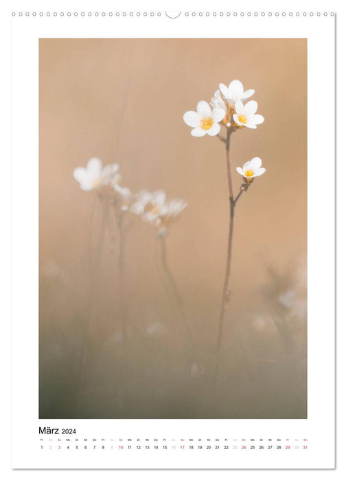 Weißer Blütentraum (CALVENDO Premium Wandkalender 2024)