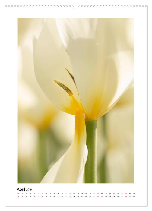 White flower dream (CALVENDO Premium wall calendar 2024) 