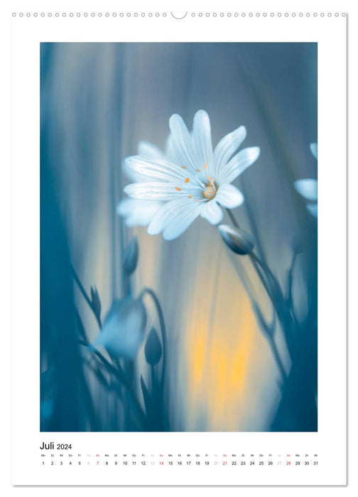 Rêve de fleurs blanches (Calendrier mural CALVENDO Premium 2024) 