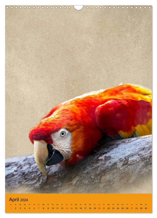 Portraits of Animals (CALVENDO wall calendar 2024) 