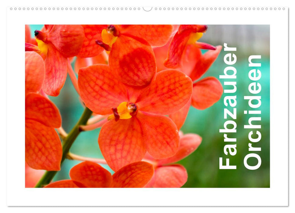 Farbzauber Orchideen (CALVENDO Wandkalender 2024)