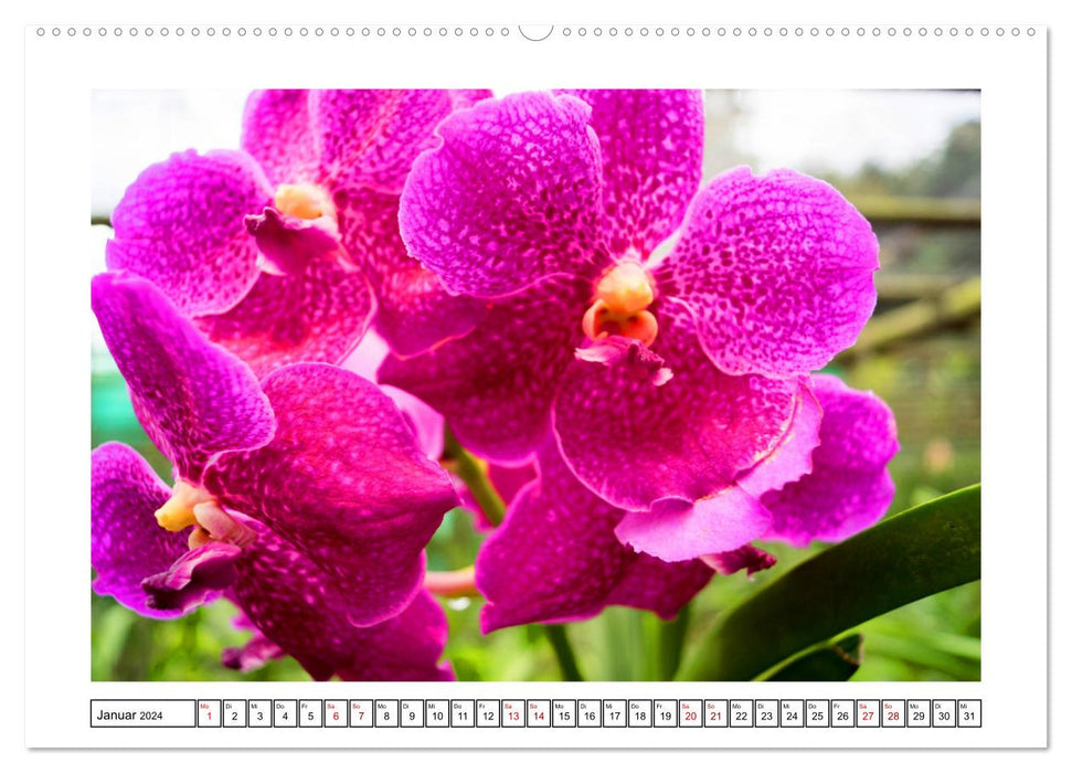 Farbzauber Orchideen (CALVENDO Wandkalender 2024)