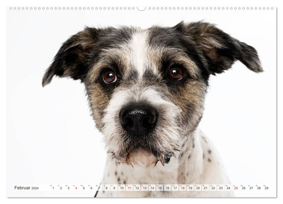 Kleine Hunde - Große Blicke (CALVENDO Premium Wandkalender 2024)
