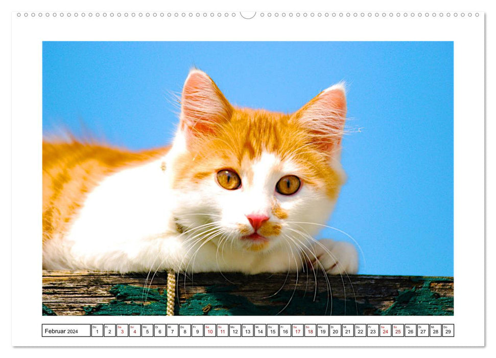 Little friends in the garden (CALVENDO wall calendar 2024) 