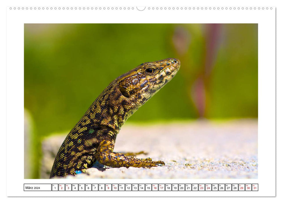 Little friends in the garden (CALVENDO wall calendar 2024) 