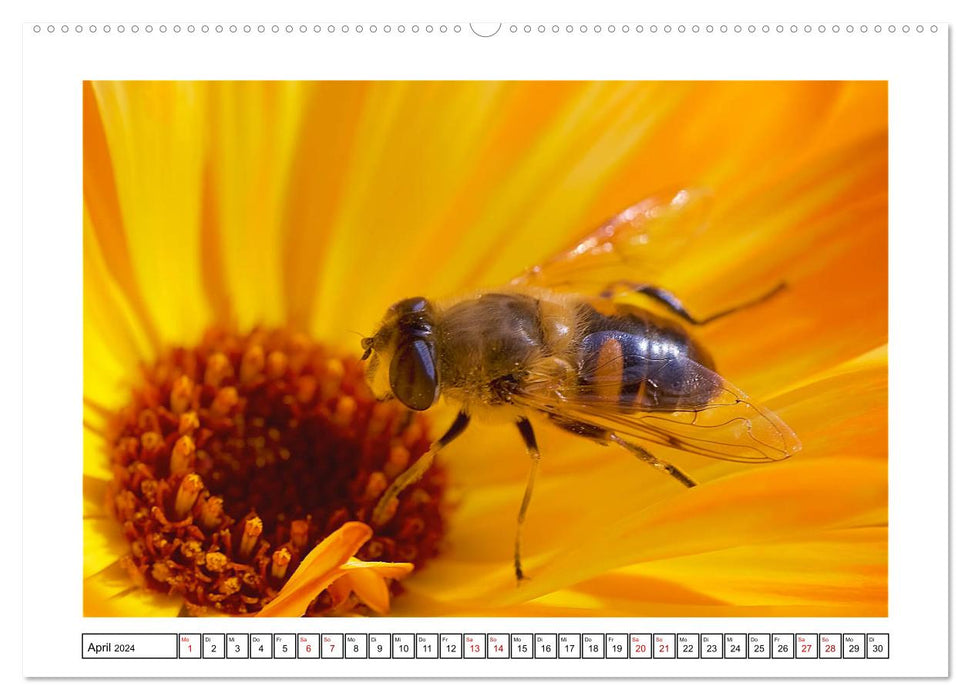 Les petits amis du jardin (Calendrier mural CALVENDO 2024) 