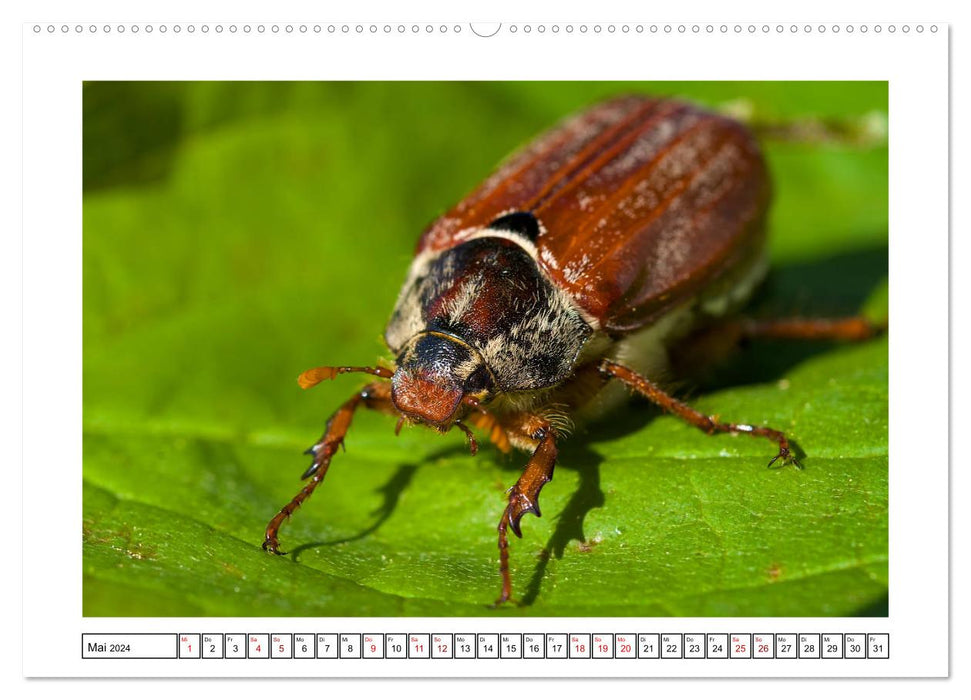 Les petits amis du jardin (Calendrier mural CALVENDO 2024) 