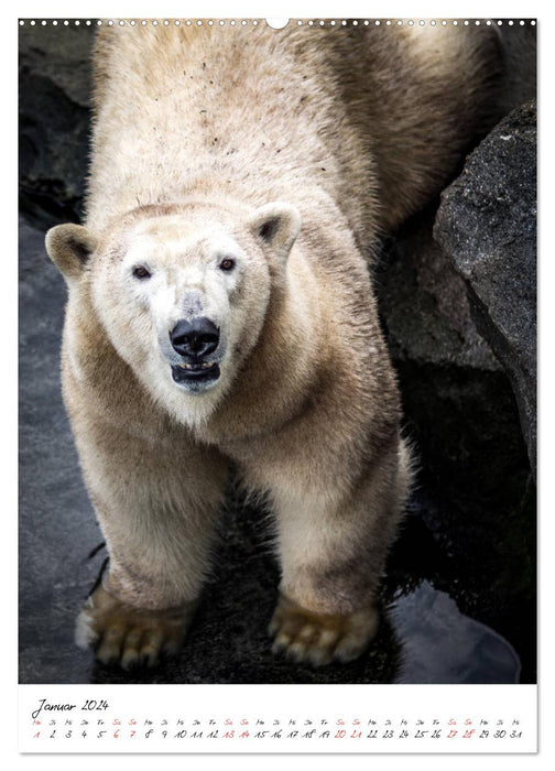 Tierwelten - aus dem ältesten Tiergarten der Welt (CALVENDO Premium Wandkalender 2024)