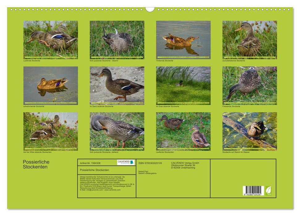 Cute mallard ducks (CALVENDO wall calendar 2024) 