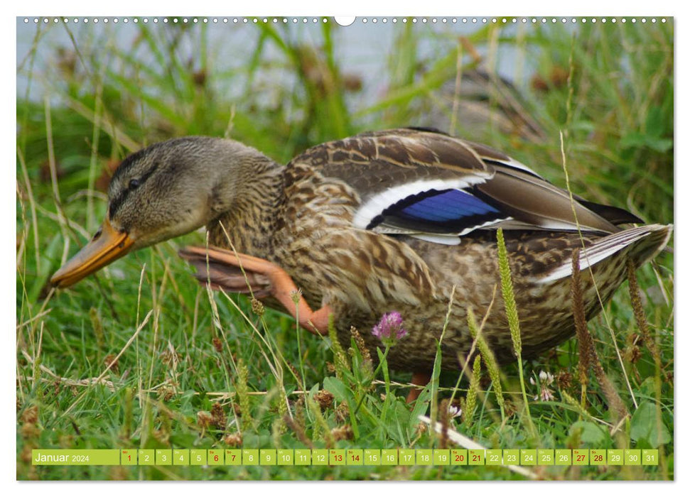 Canards colverts mignons (calendrier mural CALVENDO 2024) 