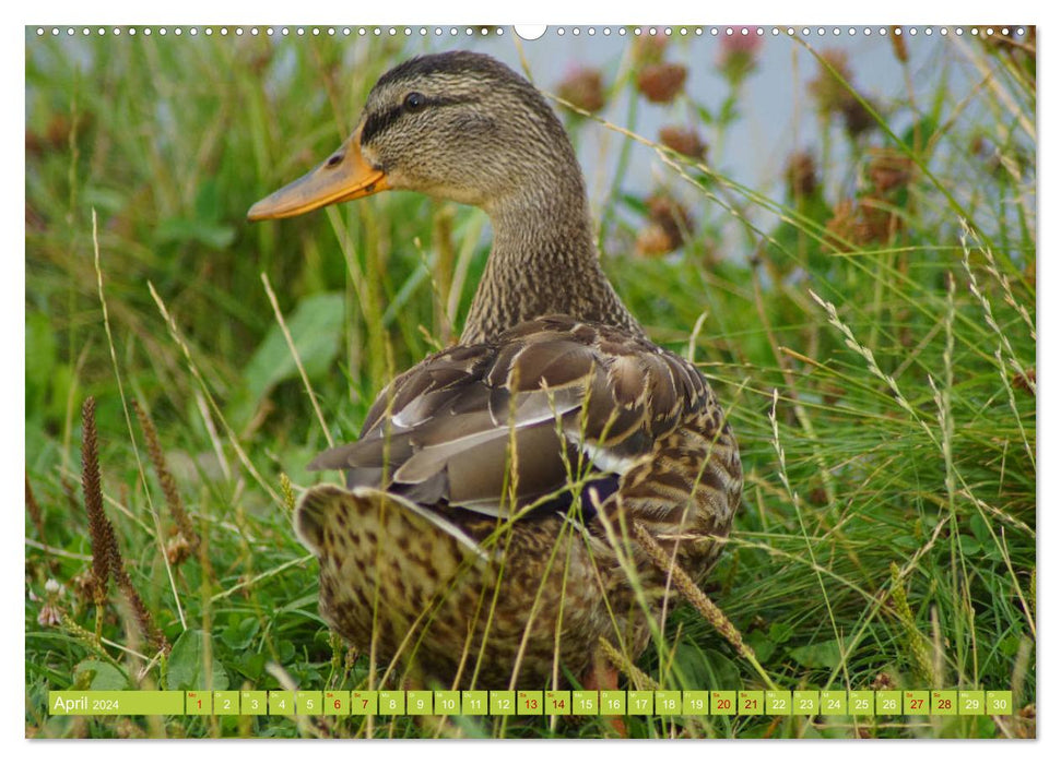 Cute mallard ducks (CALVENDO wall calendar 2024) 