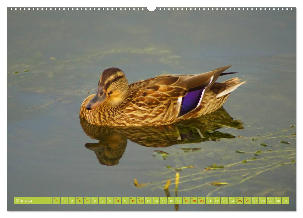 Canards colverts mignons (calendrier mural CALVENDO 2024) 