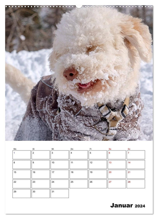 Lagotto Romagnolo - Lustige Zwerge (CALVENDO Premium Wandkalender 2024)