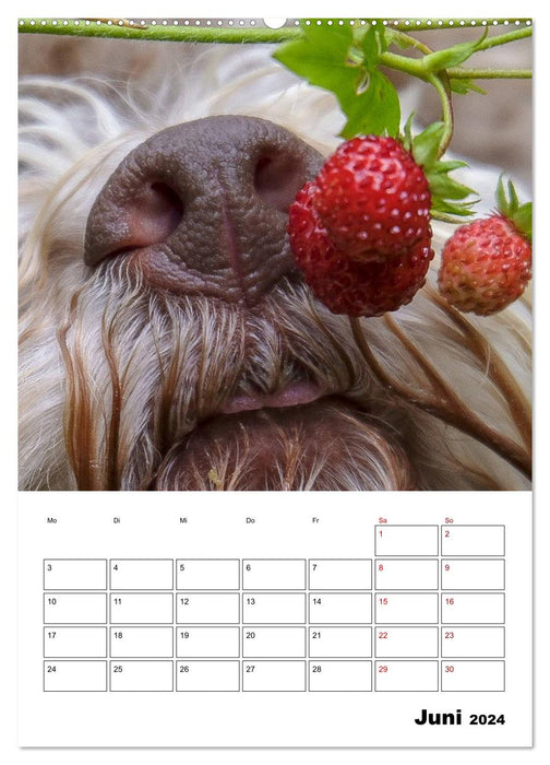 Lagotto Romagnolo - Lustige Zwerge (CALVENDO Premium Wandkalender 2024)