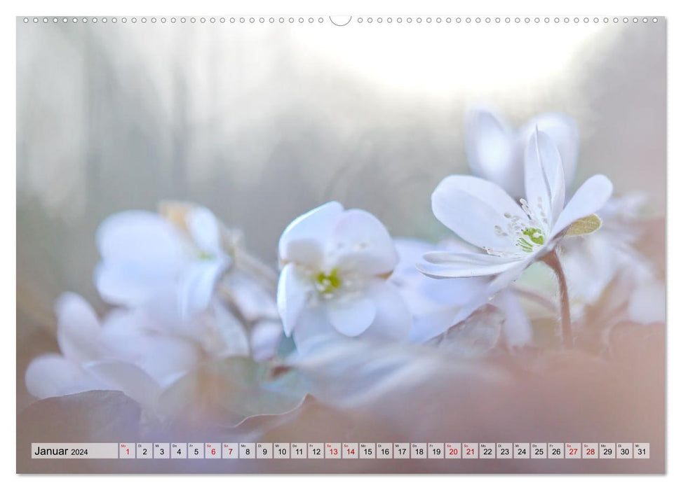 Wenn Blüten träumen tanzt das Licht (CALVENDO Premium Wandkalender 2024)