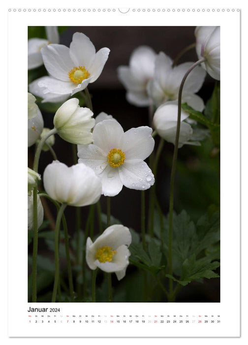 Weißer Blütentraum (CALVENDO Wandkalender 2024)