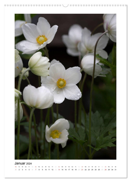 White flower dream (CALVENDO wall calendar 2024) 