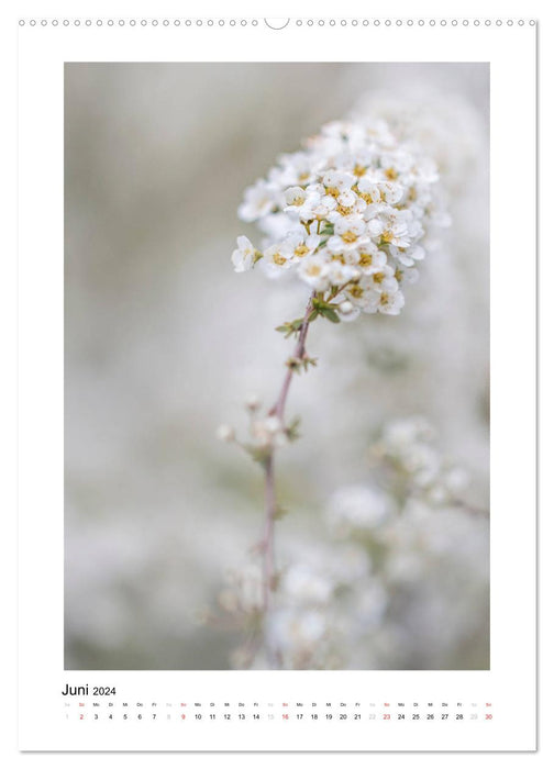 White flower dream (CALVENDO wall calendar 2024) 