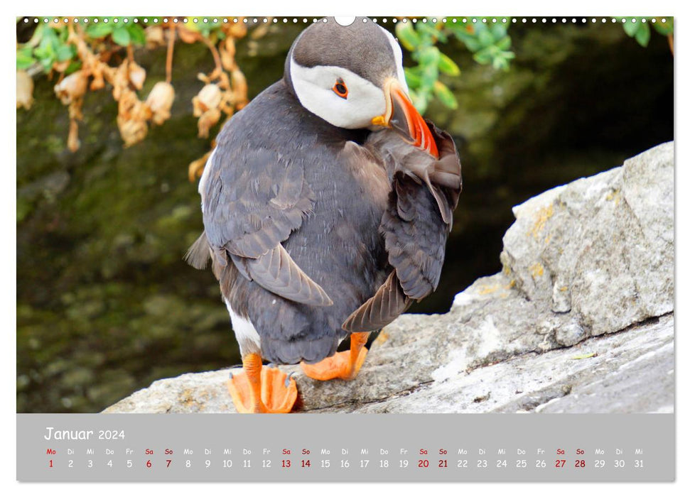 Les macareux – des petits oiseaux vraiment gros ! (Calendrier mural CALVENDO Premium 2024)