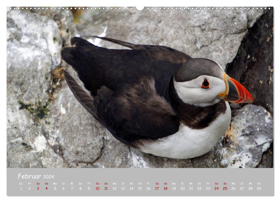 Les macareux – des petits oiseaux vraiment gros ! (Calendrier mural CALVENDO Premium 2024)