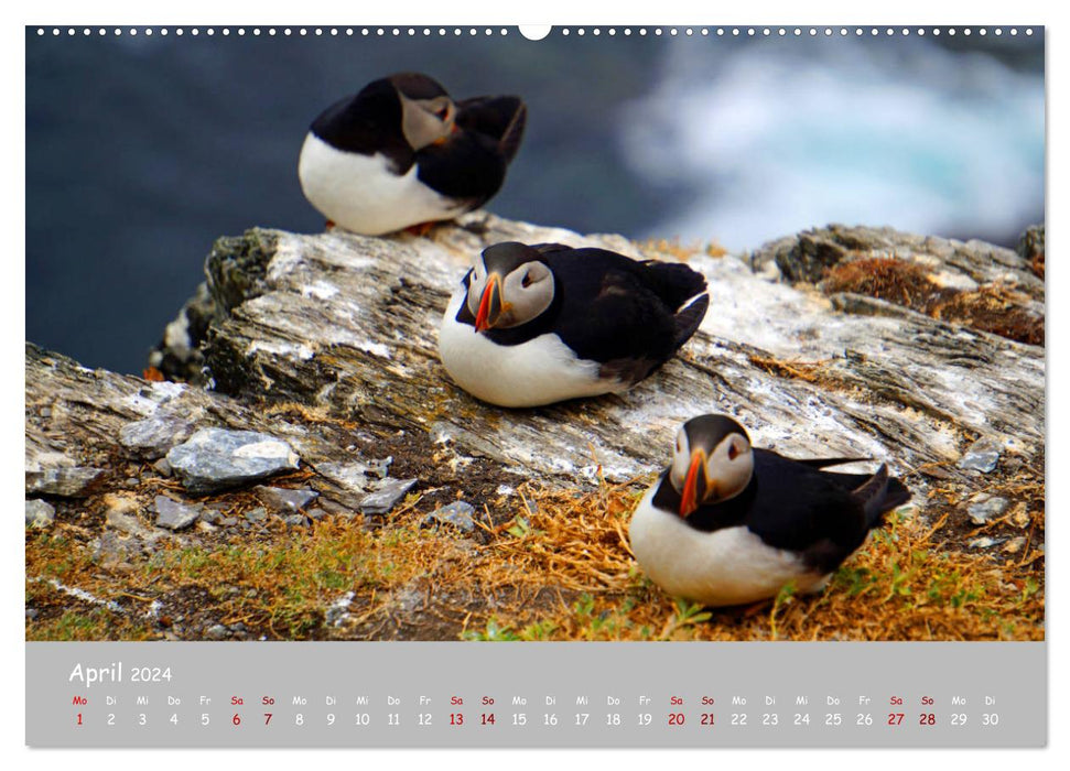 Les macareux – des petits oiseaux vraiment gros ! (Calendrier mural CALVENDO Premium 2024)