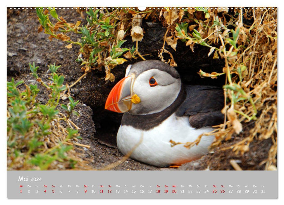 Les macareux – des petits oiseaux vraiment gros ! (Calendrier mural CALVENDO Premium 2024)