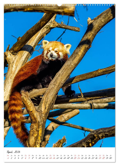 Tierwelten - aus dem ältesten Tiergarten der Welt (CALVENDO Wandkalender 2024)