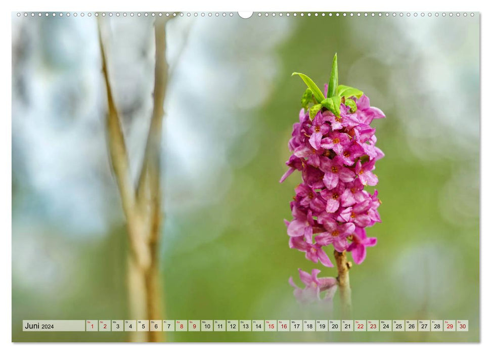 Wenn Blüten träumen tanzt das Licht (CALVENDO Wandkalender 2024)