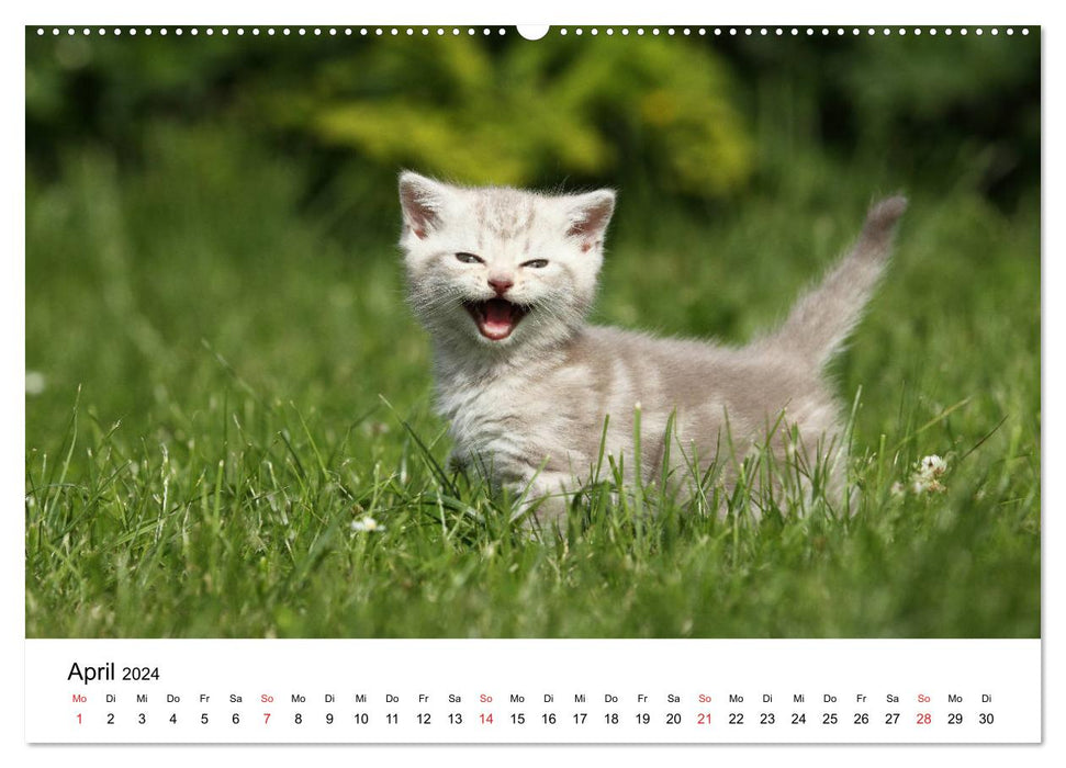 lach mit...just smile (CALVENDO Premium Wandkalender 2024)