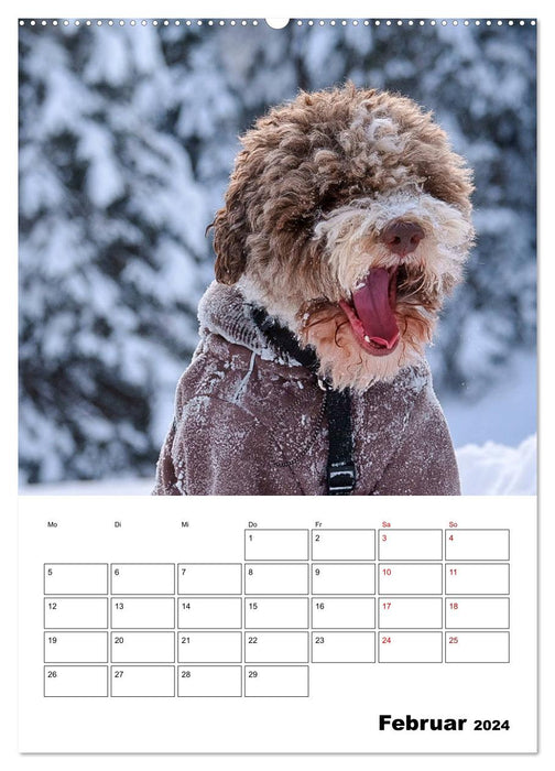 Lagotto Romagnolo - Nains drôles (Calendrier mural CALVENDO 2024) 