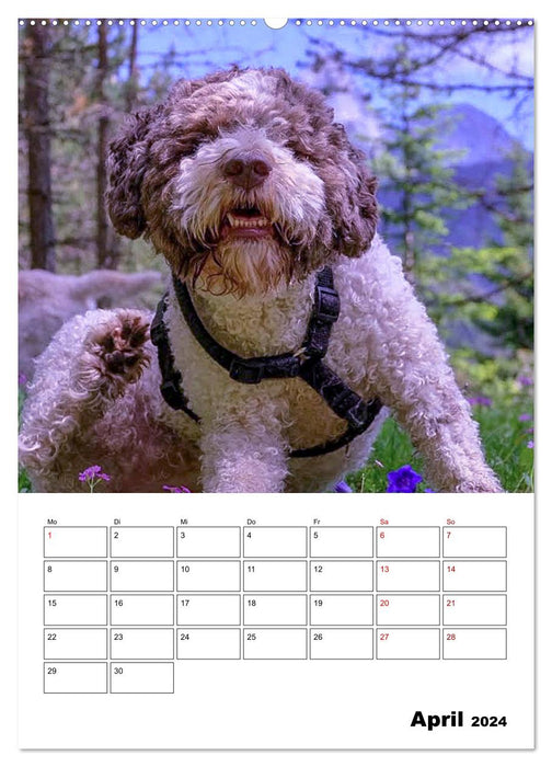 Lagotto Romagnolo - Lustige Zwerge (CALVENDO Wandkalender 2024)